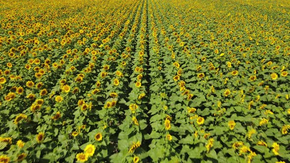 High Aerial Drone View on Sunflower Field