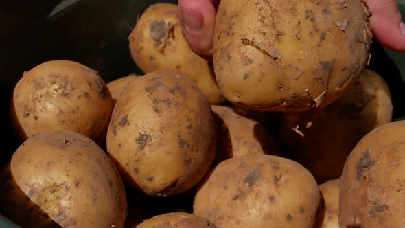 Male Hands Examine the Tubers of Freshly Picked Potatoes