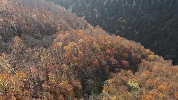 Aerial shot to a forest full of tall trees in autumn colours