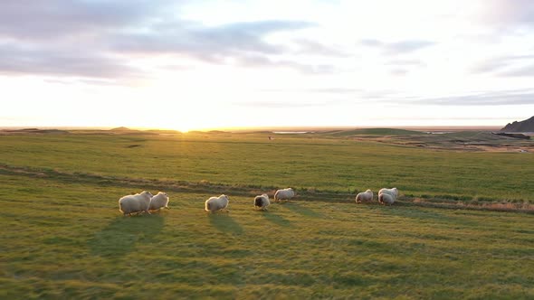 Herd of sheep. A flock of sheep runs across the field. Icelandic sheep. Sunset. alt