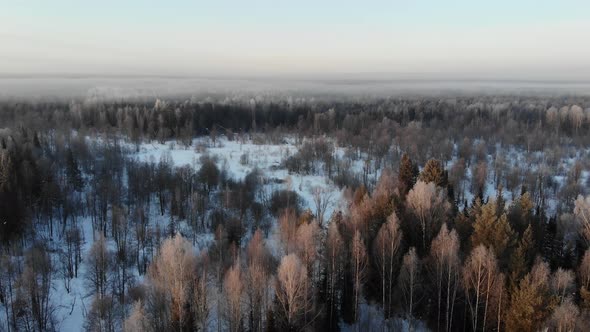 11 Beautiful Winter Forest In The Morning