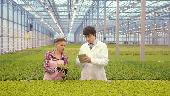 Chemic Workers Find Out Situation with Safety of Vegetable Products. Pick Up Pots with Salad Examine alt