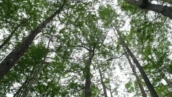 Intoxicated Hallucinations In A Turning Forest With Trees As They Spin Around alt