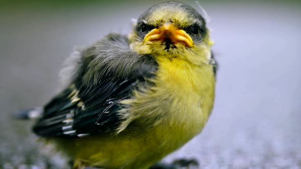 Nestling With Yellow Breast Close Up  alt