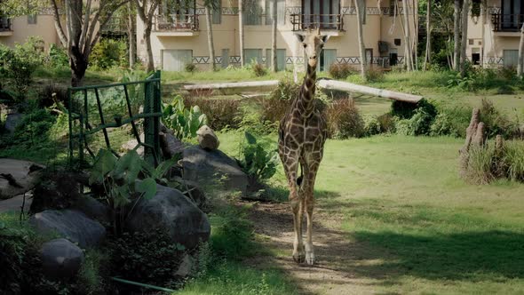 A Large Giraffe Walks Along the Road Near a Green Clearing in Slow Motion