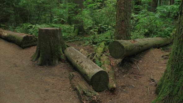 Vancouver British Columbia forest (Pacific Spirit Region) alt