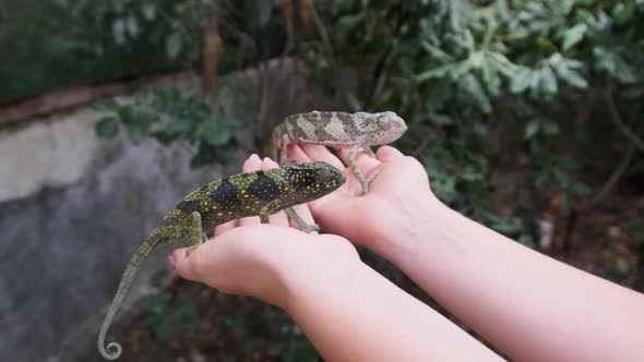 Two Funny Chameleons Sitting on Female Palms Woman Holds Funny Lizard Zanzibar alt