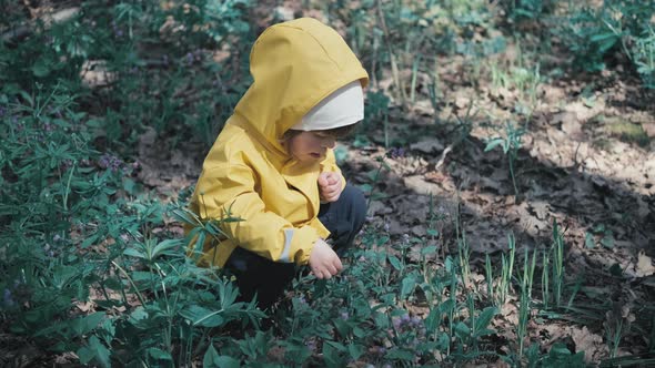 Infant in Yellow Hooded Jacket is Plucking Early Spring Flowers Blue in Forest