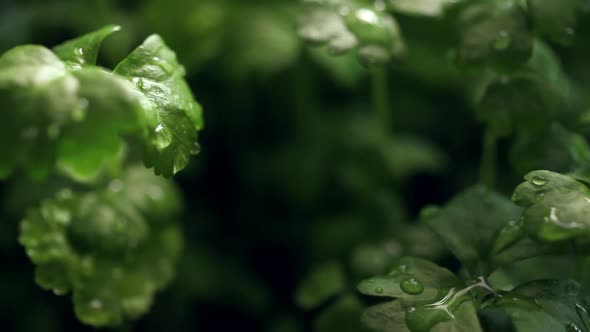 Celery Seedling at Rain alt