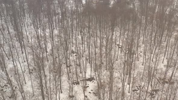 Winter scenery in the woods 4K aerial video alt