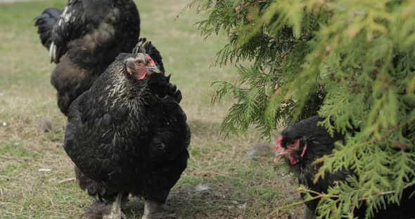 Chickens in the Yard Near Tree. Black Chicken in Village alt