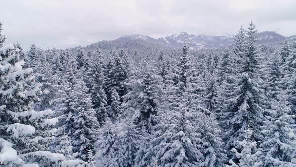 Snowy Woods And Mountains In Wintertime