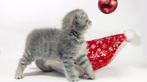Funny Little Gray Fold Scottish Kitten Kitty Playing on