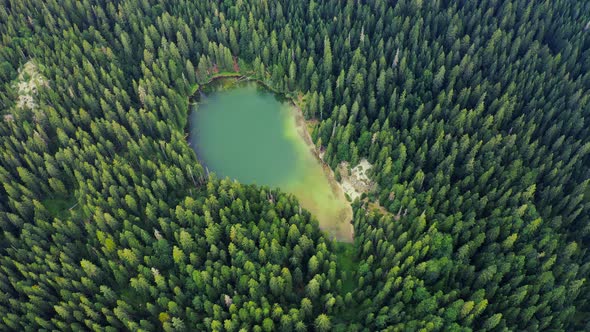 Aerial View of Natural Pond Surrounded By Pine Trees in Fanal Madeira Island Portugal alt