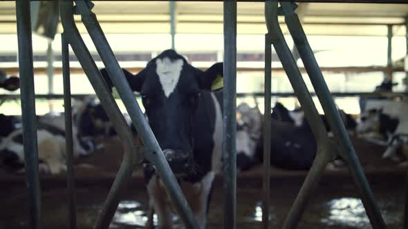 Livestock Herd Rearing Modern Cowshed alt
