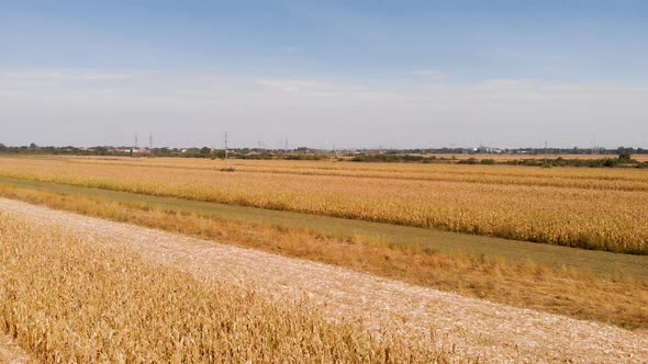 Aerial footage with agriculture concept of corn fields in foreground and the background. alt