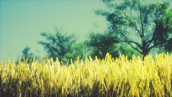 Scene of Sunset or Sunrise on the Field with Young Rye or Wheat in the Summer alt