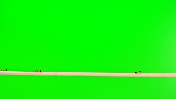Ants of the Species Monomorium Floricola, Run Across a Straw Twig As If on a Bridge alt