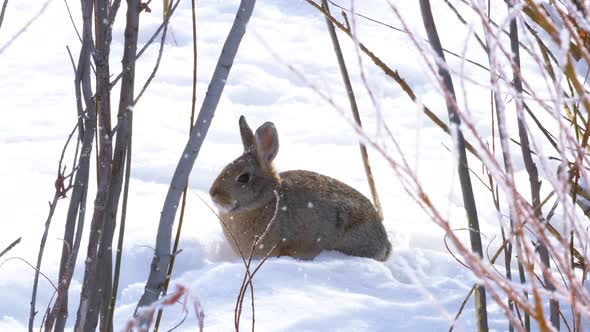 As light snow gently falls, a cottontail rabbit holds perfectly still to remain unseen from predator alt