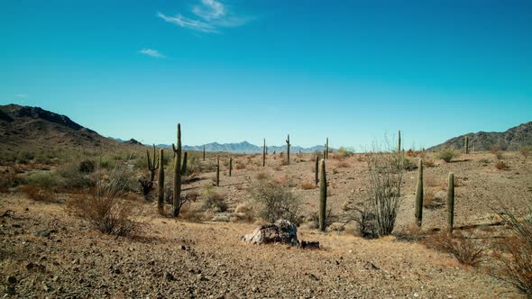 Saguaro Cacti in Sonoran Desert - Quartzite, AZ - Time-lapse alt