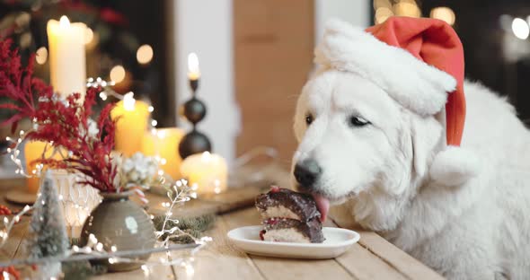 Dog Celebrating a New Year Holidays alt