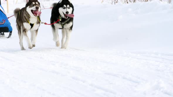 Siberian Huskies in race competitions