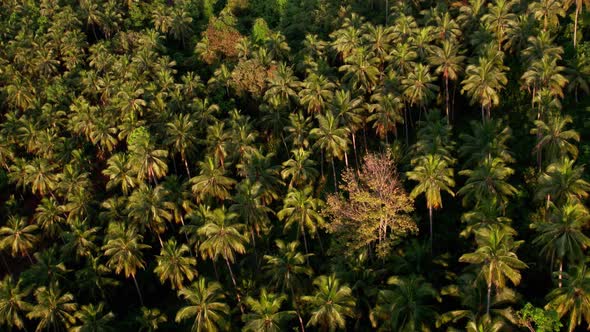 Aerial top down view of palm trees in a tropical jungle landscape in Thailand alt
