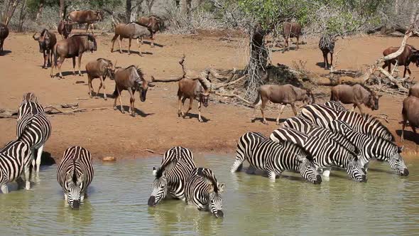 Zebras And Wildebeest Drinking At A Waterhole alt