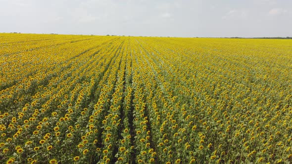 Top View of a Field with a Sunflower