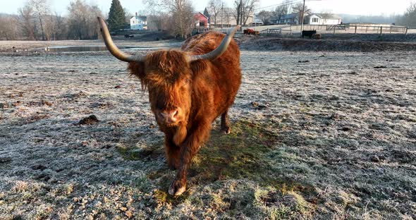 Scottish Highland cattle. Bull stands up in cold meadow pasture in frost. Close-up of face watching alt