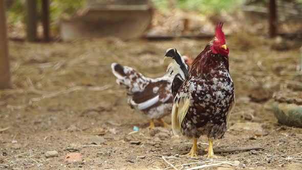 slow-motion of chicken in farm alt