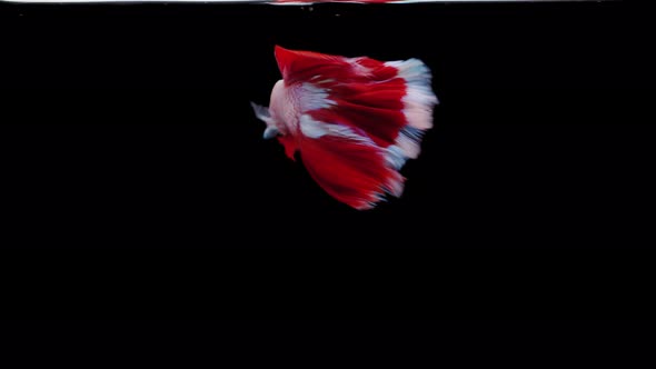 Siamese fighting fish (Betta splendens) alt