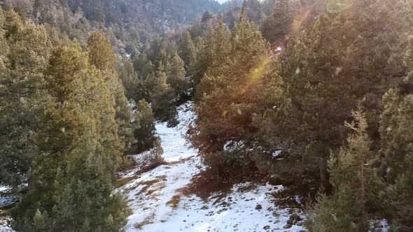 Aerial Over Snow Forest