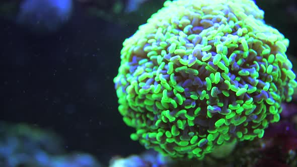 Marine Aquarium Soft Corals Closeup.  alt