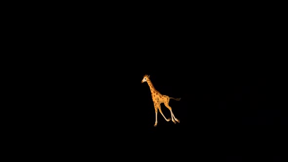 Little baby giraffe running back and forth alpha matte