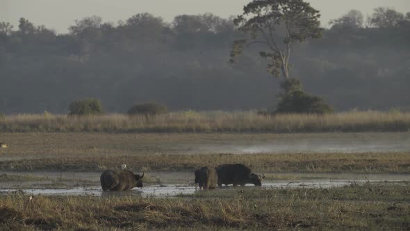Buffalos at a Swamp