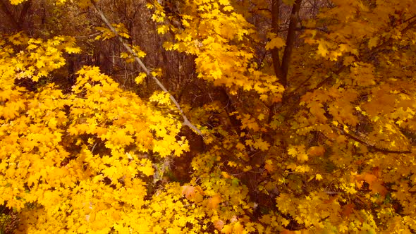 Fall Maple Trees, Yellow Orange Nature Background.
