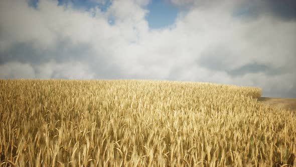 Ripe Yellow Rye Field Under Beautiful Summer Sunset Sky with Clouds alt