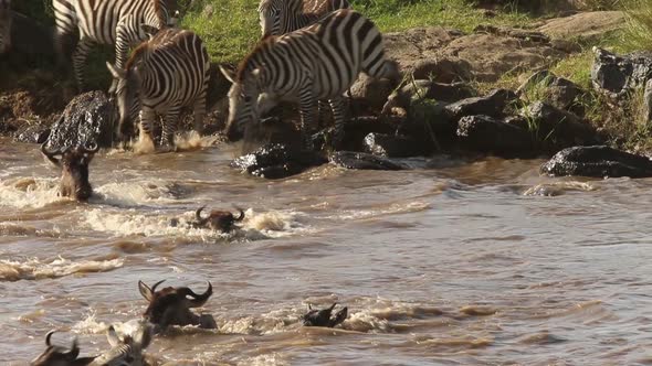 Great Migration Zebra Crossing (2 Clips)