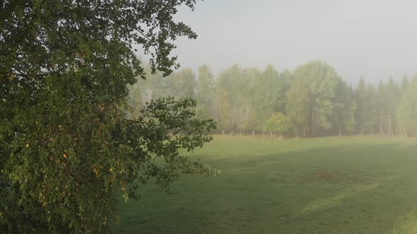 Revealing a beautiful misty green forest behind tree full of leaves in the summer time. alt