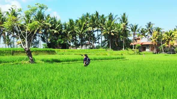 Green paradise landscape with rice growing on fields of agricultural farm in Thailand, young tourist alt