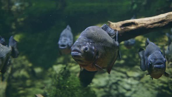 Red-bellied Piranha Pygocentrus Nattereri or Red Piranha in Their Habitat alt