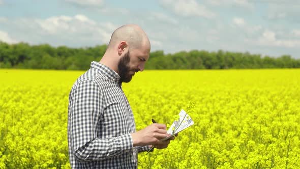 Agronomist or Farmer Examining Rapeseed Blooming Plants alt