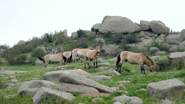 Wild Przewalski Horses in Real Natural Habitat Environment in The Mountains of Mongolia alt
