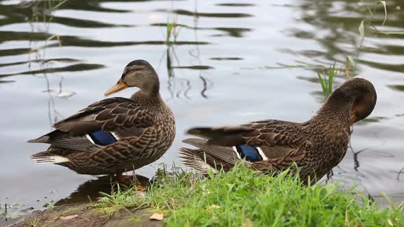 Wild duck on the lake in summer