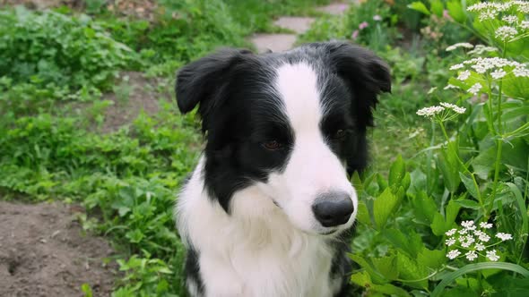 Outdoor Portrait of Cute Smiling Puppy Border Collie Sitting on Park Background alt