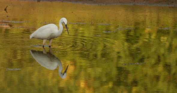 Goa India White Little Egret Catching Fish In River Pond alt