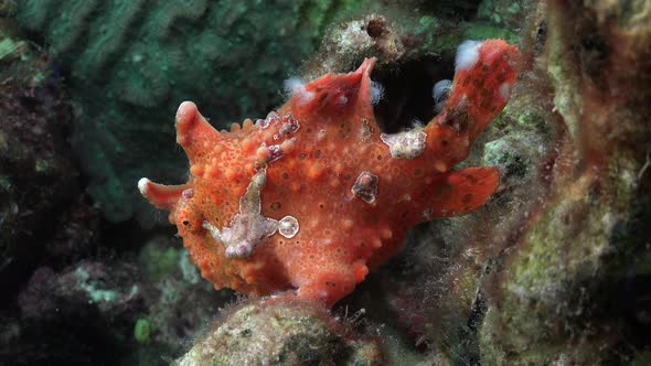 Orange warty Frogfish (Antennarius macuatus) full body view on coral reef alt