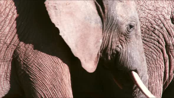 Close up of two adult African elephants showing their wrinkled skin while passing each other. alt