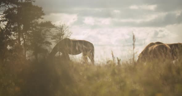Three Wildhorses In Sunlight Grazing alt